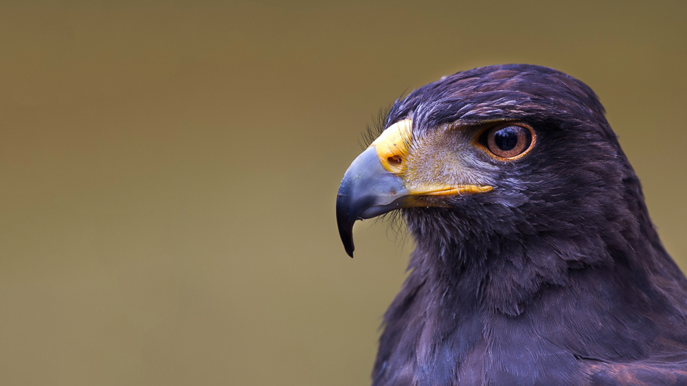 Platz 8 Willi Bitzer